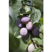 Pflanzen für Dich Obstpflanze Zwergpflaume, 1 St., Zwergpflaume, kompakt, pflegeleicht