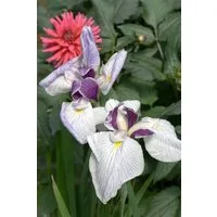 Pflanzen für Dich Staude Iris ensata 'Fortune', 1 St., Japanische Sumpf-Schwertlilie, Japanische Iris