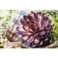 Pflanzen für Dich Staude Sempervivum cult. Palisander, 1 St., Hauswurz, Dachwurz