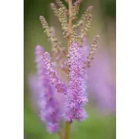 Pflanzen für Dich Staude Astilbe chin. var.pumila, 1 St., Chinesische Prachtspiere, Zwerg-Prachtspiere
