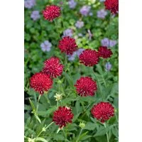 Pflanzen für Dich Staude Knautia macedonica, 1 St., Mazedonische Witwenblume, Purpur-Witwenblume