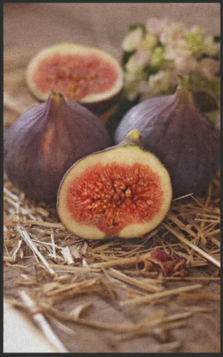 Fussmatte Feige 7590 | Größe: 60 cm x 90 cm