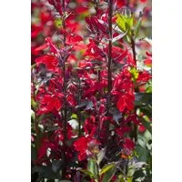 Pflanzen für Dich Staude Lobelia spec. Fan-Scharlach, 1 St., Lobelie