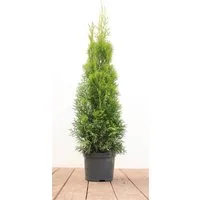 Pflanzen für Dich Konifere Thuja Smaragd, 1 St., Lebensbaum, Abendländischer Lebensbaum, immergrün, säulenform