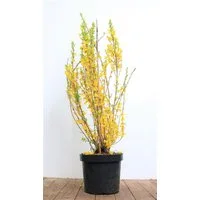 Pflanzen für Dich Gehölze Forsythia Lynwood, 1 St., Forsythie, Goldglöckchen, Goldflieder