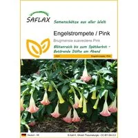 SAFLAX Blumensamen SAFLAX - Samen - Engelstrompete / Pink
