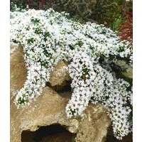 BALDUR Garten Bodendecker Steinaster 'Snowflurry', 1 St., Myrtenaster, winterhart, blühfreudig,reichblühend, pflegeleicht