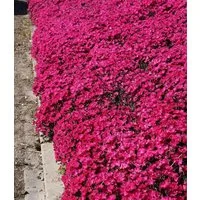 BALDUR Garten Bodendecker Bodendecker-Nelke 'Vivid®', 3 St., Polsterstaude, duftend, winterhart, mehrjährig, pflegeleicht