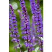 Pflanzen für Dich Staude Salvia nemorosa Caradonna, 1 St., Steppen-Salbei, Hain-Salbei