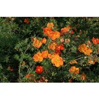 Pflanzen für Dich Bodendecker Potentilla Red Ace, 1 St., Fingerstrauch, Fünffingerstrauch, leuchtend rot, lange blütezeit