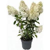 Pflanzen für Dich Gehölze Hydrangea pan. Vanille-Fraise, 1 St., Rispenhortensie, Hortensie