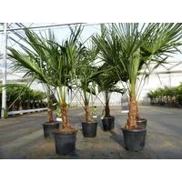 gruenwaren jakubik Baum Trachycarpus fortunei 130 - 150 cm Palme Hanfpalme, winterhart