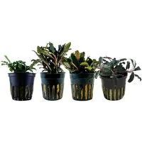 Aquaone Wasserpflanze Pflanzen Set mit 4 Bucephalandra Aquariumpflanzen Set Nr.243