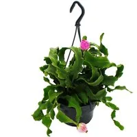 Exotenherz Kaktus Epiphyllum guatemalense var. monstrose Blattkaktus 14cm Ampeltopf