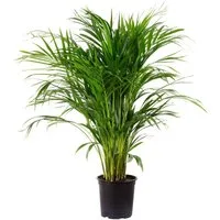 Flowerbox Zimmerpflanze Goldfruchtpalme - Areca Dypsis Lutescens, - Höhe ca. 100 cm, Topf-Ø 21 cm