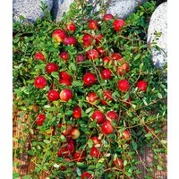 BALDUR Garten Obstpflanze Cranberry-Beere, 3 St., Selbstbefruchtend, winterhart, ertragreich, pflegeleicht