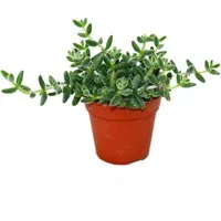 Exotenherz Kaktus Saure Gurken Pflanze - Delosperma echinatum - 12cm Topf