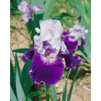 Pflanzen für Dich Staude Iris barb. Snow Mound, 1 St., Bart-Iris, Schwertlilie