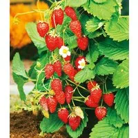 BALDUR Garten Obstpflanze Monatserdbeere, 1 St., Frucht-früchte, winterhart, mehrjährig, pflegeleicht