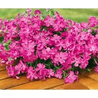 Pflanzen für Dich Bodendecker Phlox sub. MacDaniel's Cushion, 1 St., Polster-Phlox, Teppich-Phlox, Moos-Phlox, teppichartig, rosa blühend