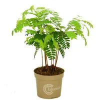 meinvipshop Zimmerpflanze Indische Dattel Tamarindus indica 45cm