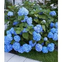 BALDUR Garten Zierstrauch Bauern-Hortensie 'Générale Vicomtesse de Vibraye®', 1 St., Ballhortensien, winterhart, mehrjährig, pflegeleicht