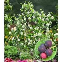 BALDUR Garten Obstpflanze Felsenbirne Amelanchier 'Greatberry® Garden', 1 St., Selbstfruchtend, essbar, mehrjährig, pflegeleicht