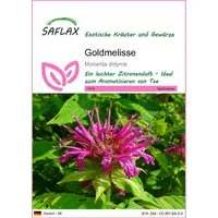 SAFLAX Kräutersamen SAFLAX - Samen - Goldmelisse