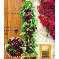 BALDUR Garten Obstpflanze Säulenkirsche 'Garden Bing®', 1 St., Selbstbefruchtend, winterhart, mehrjährig, pflegeleicht, robust