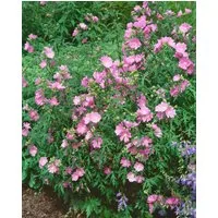 Pflanzen für Dich Staude Malva alcea Fastigiata, 1 St., Moschusmalve, Rosenmalve