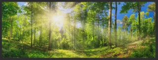 Läufer Wald 10284 | Größe: 75 cm x 120 cm