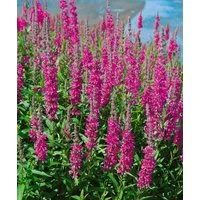 Pflanzen für Dich Staude Lythrum salicaria Robin, 1 St., Blutweiderich, Gewöhnlicher Blutweiderich
