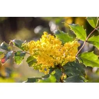 Pflanzen für Dich Gehölze Mahonia aquifolium, 1 St., Mahonie, Gewöhnliche Mahonie, Stechdornblättrige Mahonie