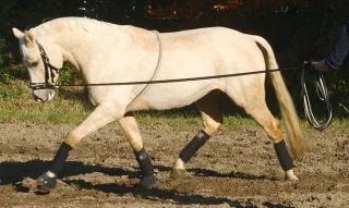 Longierhilfe BU Cotton
