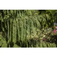 Pflanzen für Dich Konifere Chamaecyparis nootk. Pendula, 1 St., Nootka-Scheinzypresse, Hänge-Scheinzypresse, hängend, immergrün