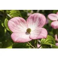 Pflanzen für Dich Gehölze Cornus kousa Satomi Compact, 1 St., Japanischer Blumen-Hartriegel, Kousa-Hartriegel