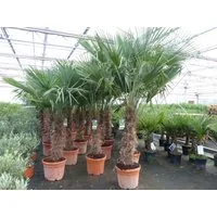 gruenwaren jakubik Baum 45L Trachycarpus Fortunei Palme, winterhart 200 - 250 cm