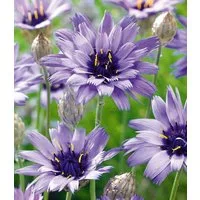 BALDUR Garten Staude Blaue Rasselblume 'Catananche', 3 St., Trockenverträglich, lange Blütezeit, bienenfreundlich