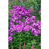 Pflanzen für Dich Staude Phlox pan. Uspech, 1 St., Hoher Stauden-Phlox, Flammenblume