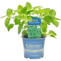 Pflanzen für Dich Gewürzkraut Zitronenmelisse 12cm Topf
