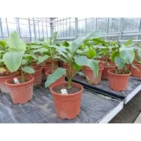 gruenwaren jakubik Bananenbaum Bananenstaude Banane Musa Velutina 80 cm, rosa Zwergbanane, winterhart