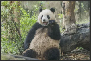 Fussmatte Pandabär 4526 | Größe: 60 cm x 45 cm