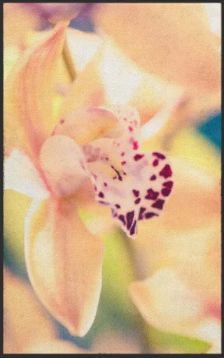 Fussmatte 7797 | Größe: 60 cm x 90 cm