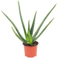 Flowerbox Zimmerpflanze Echte Aloe - Aloe vera, - Höhe ca. 40 cm, Topf-Ø 12 cm