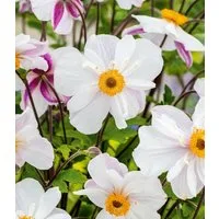 BALDUR Garten Staude Weiße Herbst-Anemone, 2 St., Herbstanemonen,winterhart, lange Blütezeit