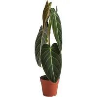 Dehner Zimmerpflanze Schwarzgoldener Baumfreund - Philodendron melanochrysum