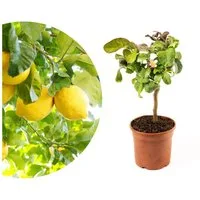 Meine Orangerie Obstpflanze Mini-Zitruspflanze im Ø15 cm Topf - diverse Sorten, echtes Zitrusbäumchen, professionell veredelter und fruchtreifer Zitrusbaum
