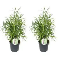 meinvipshop Zimmerpflanze Zierspargel Asparagus falcatus 2er Set