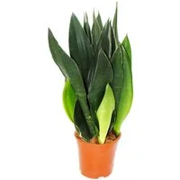 Exotenherz Zimmerpflanze Sansevieria trifasciata Black Diamond schwarzer Bogenhanf 14cm Topf