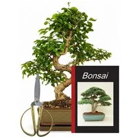 Genki-Bonsai Zimmerpflanze Bonsai Anfänger Set chinesischer Liguster Komplettset, 4-teiliges Bonsai-Komplettset für Einsteiger und Fortgeschrittene, immergrün, schnittverträglich, für Anfänger geeignet